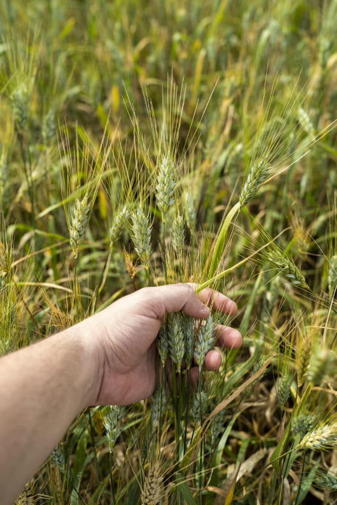 Wheat field research at Lovol trial farms