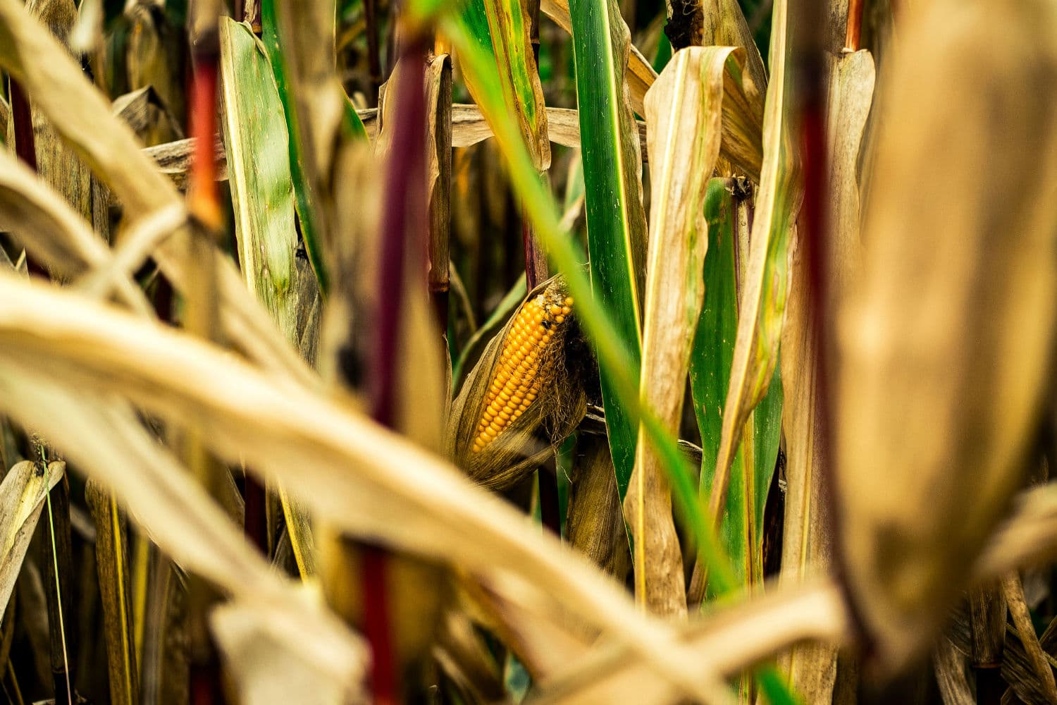 Corn cob growing among leaves in a field
