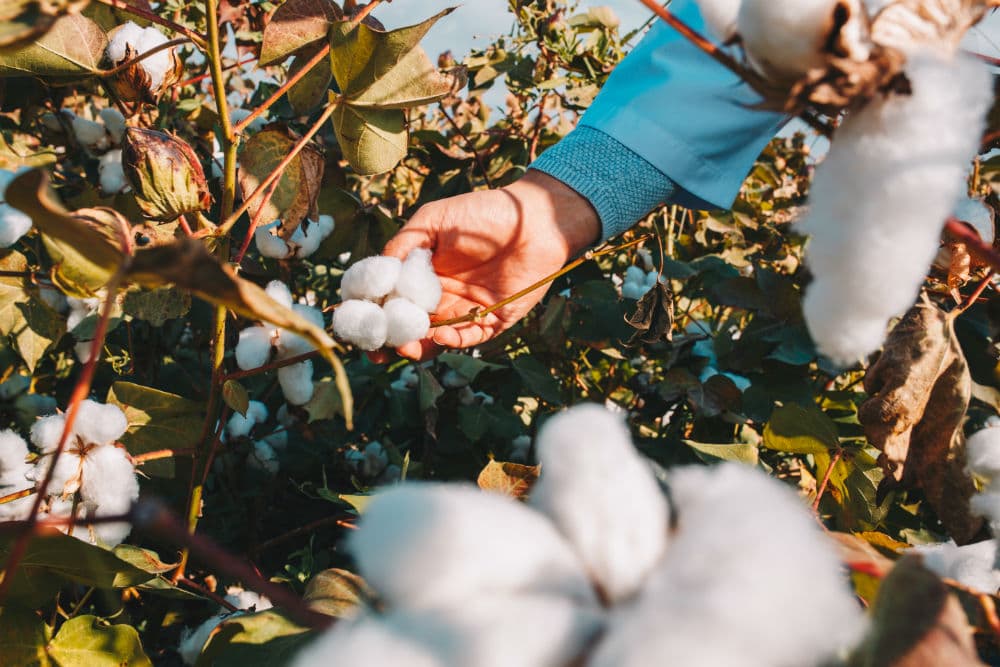 Hybrid Cotton Seeds: How to Choose the Right Seed for Your Farm