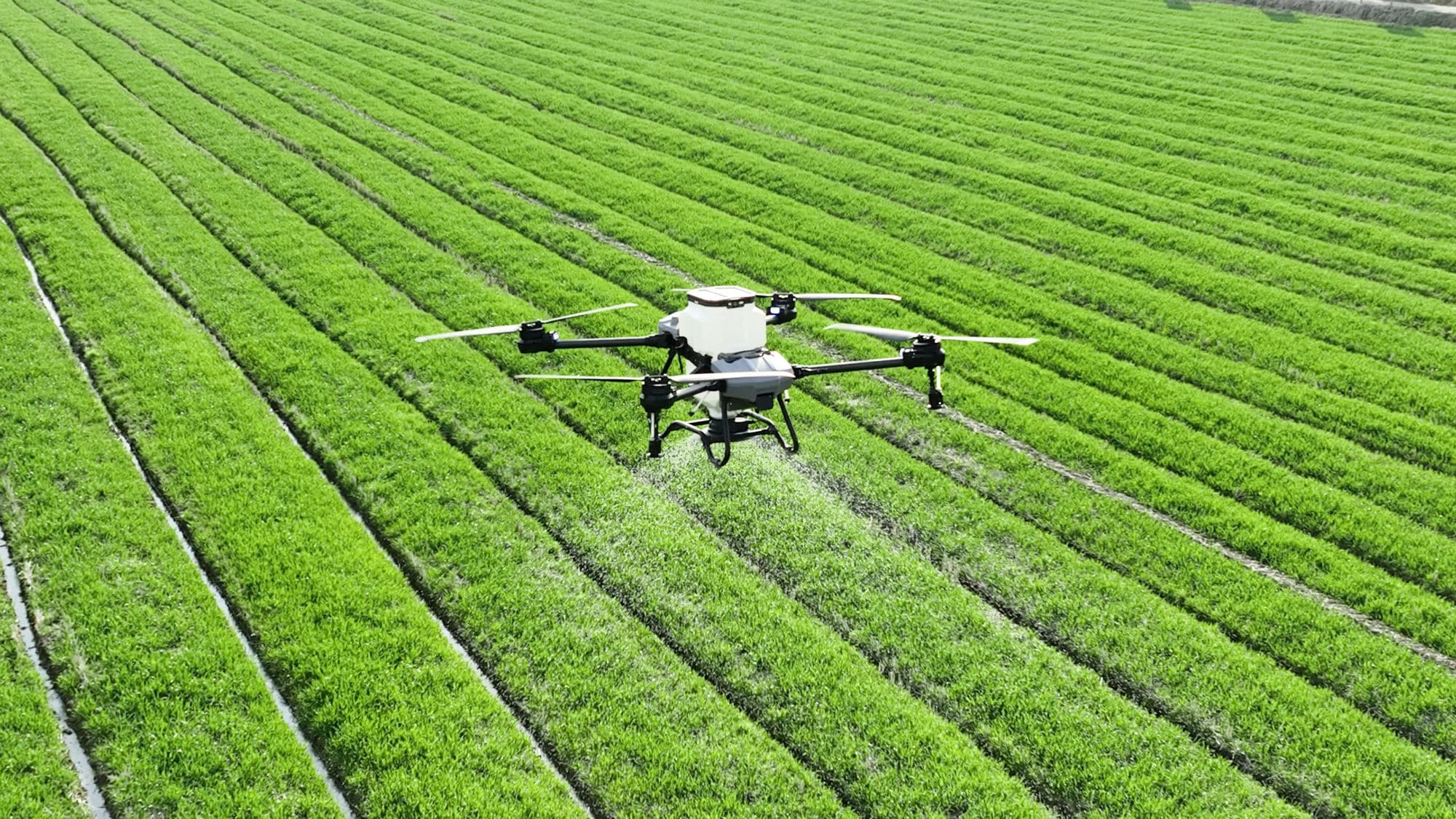 Drone spraying a green crop field