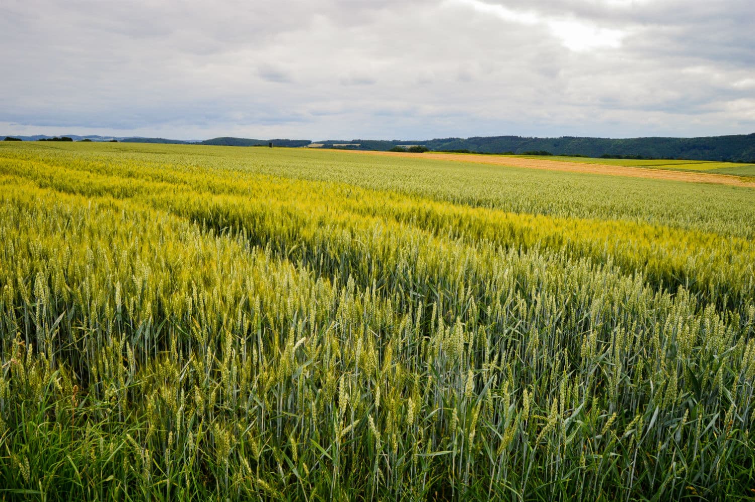 Green rice plants growing in an agricultural field